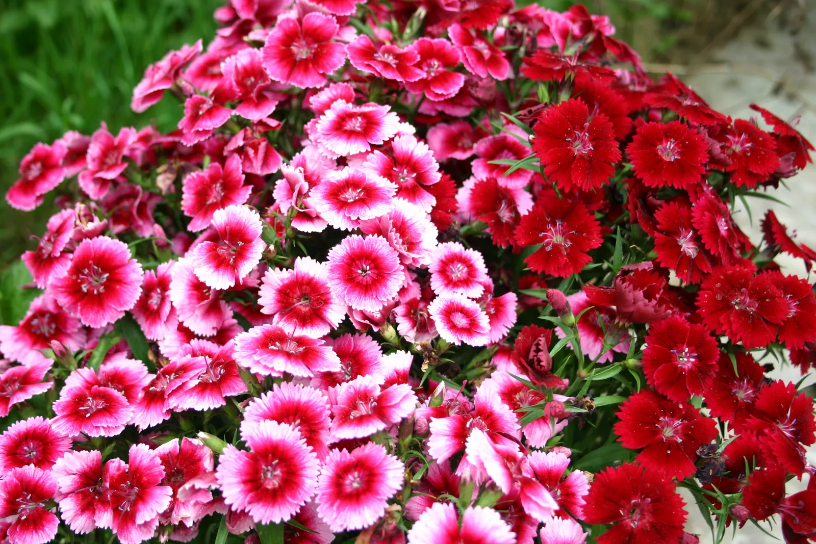 Rose Verbena (Verbena Canadensis) — showcasing an array of magenta; moderately drought-resistant once established