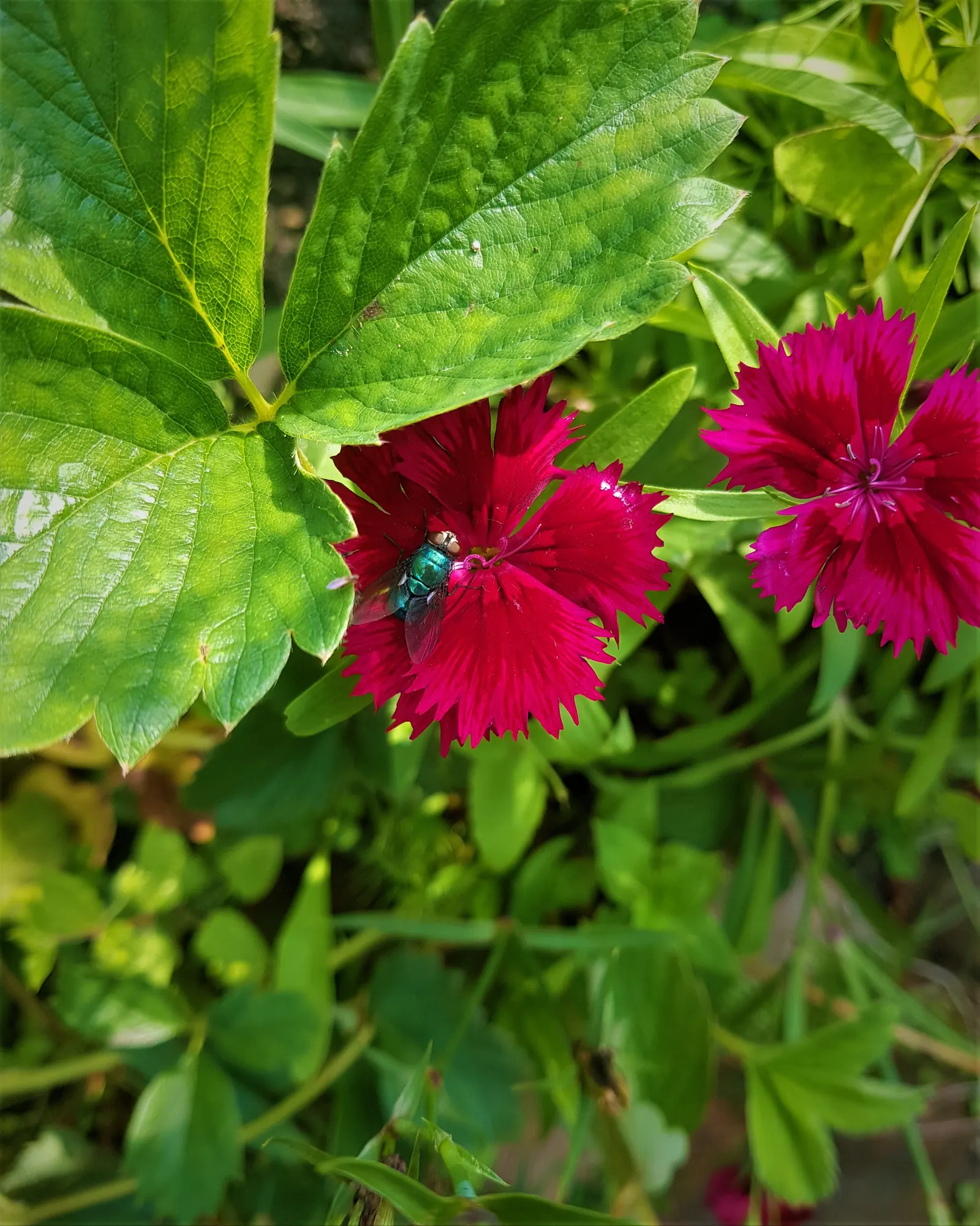 Rose Verbena (Verbena Canadensis) — A quintessential cottage garden staple