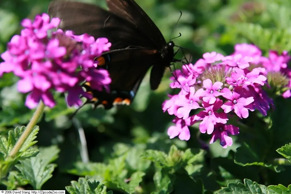 Rose Verbena (Verbena Canadensis) — As a low maintenance plant with a long flowering period and tolerance for mild drought conditions