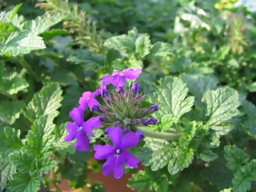 Rose Verbena (Verbena Canadensis) — preferring full sun to partial shade, image 35