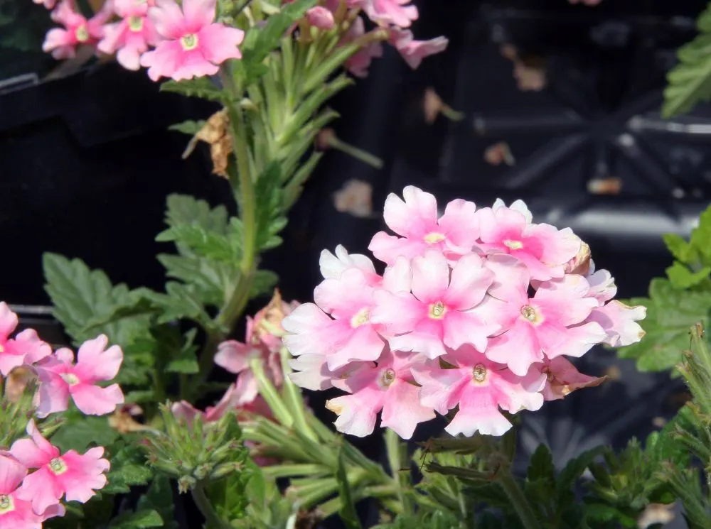 Rose Verbena (Verbena Canadensis) — This North American native typically blooms from late spring into the early fall; is a vibrant perennial that brings a
