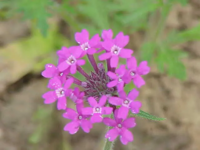 Rose Verbena (Verbena Canadensis) — Its showy blossoms form clusters atop slender, erect stems that rise from a lush foliage base; red flowers in the garden