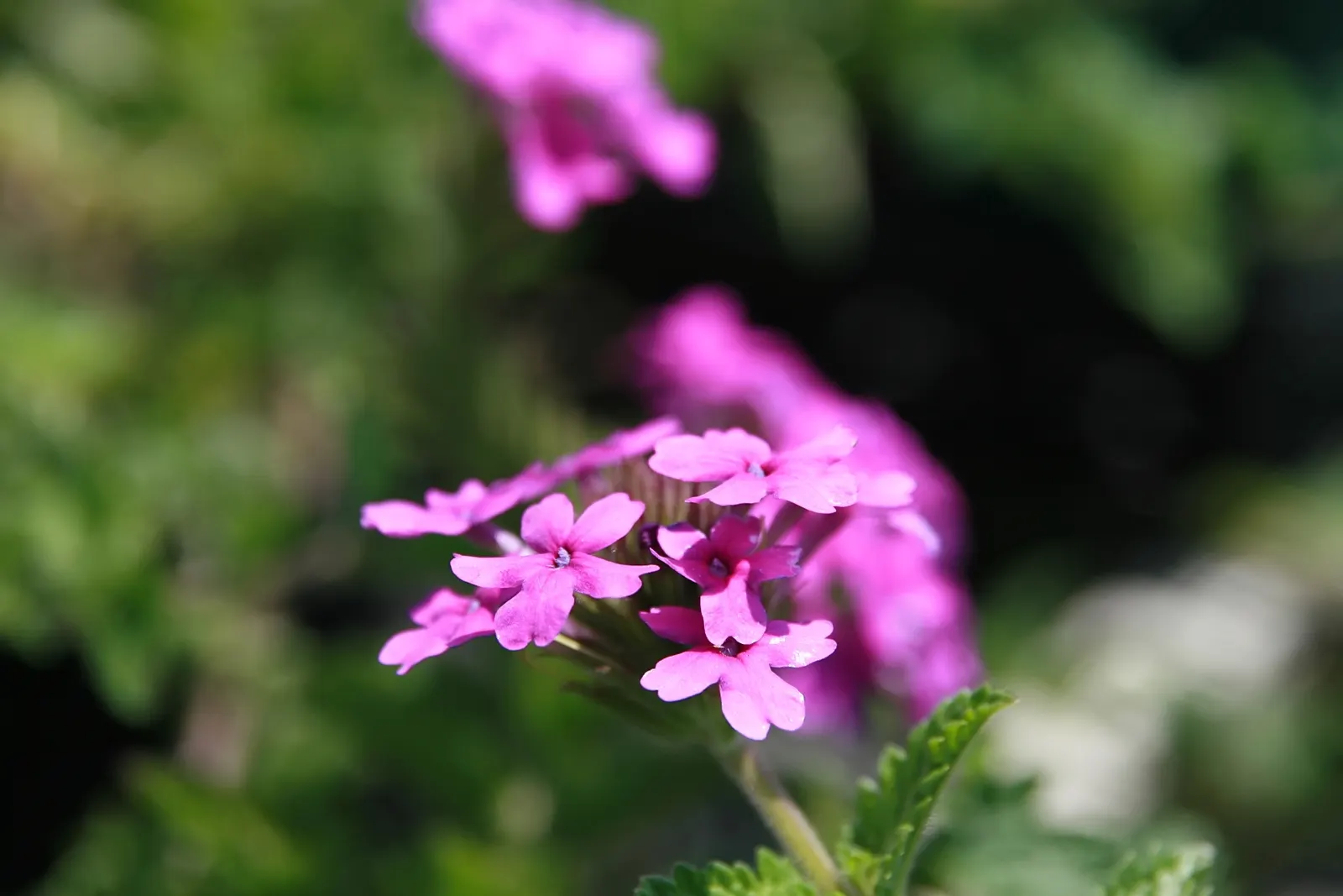 Rose Verbena (Verbena Canadensis) — It performs best in well-drained soil with a pH range of 6.0 to 7.5