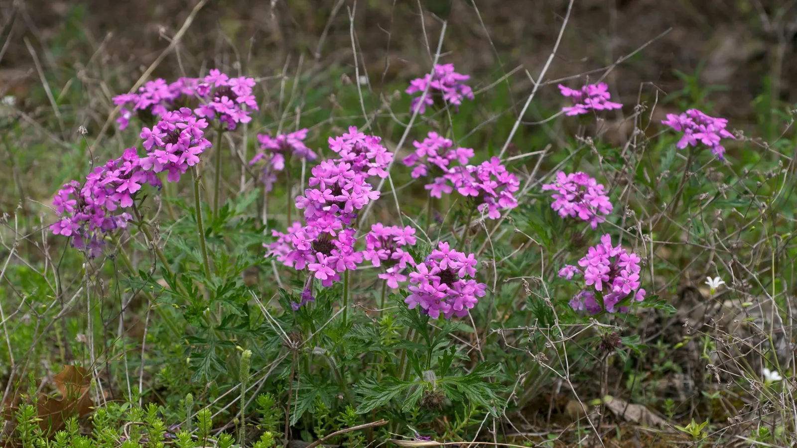 Rose Verbena (Verbena Canadensis) — It performs best in well-drained soil with a pH range of 6.0 to 7.5; adding life and movement to your garden's, image 59