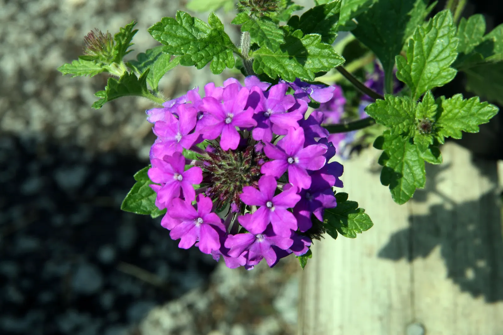 Rose Verbena (Verbena Canadensis) — This herbaceous biennial reaches 12-24 inches tall and spreads about 10-18 inches wide