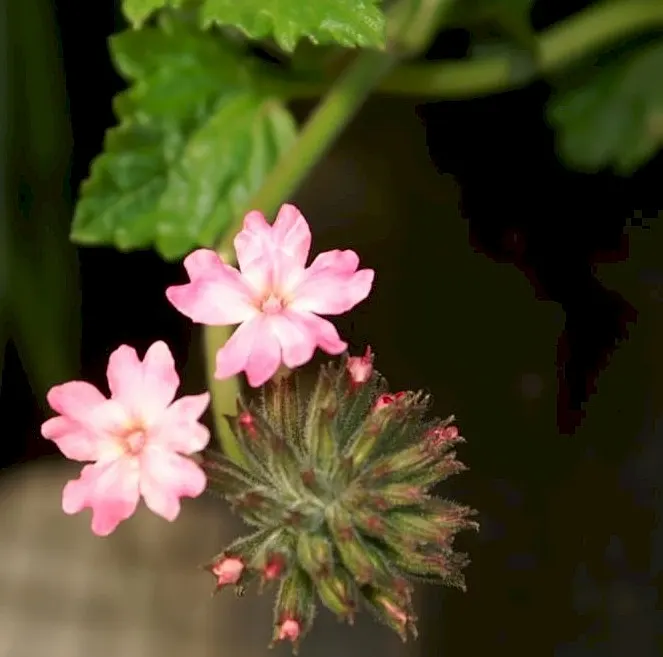 Rose Verbena (Verbena Canadensis) — Sweet William offers delightful fragrance and attracts pollinators while being deer-resistant; showcasing an, image 51