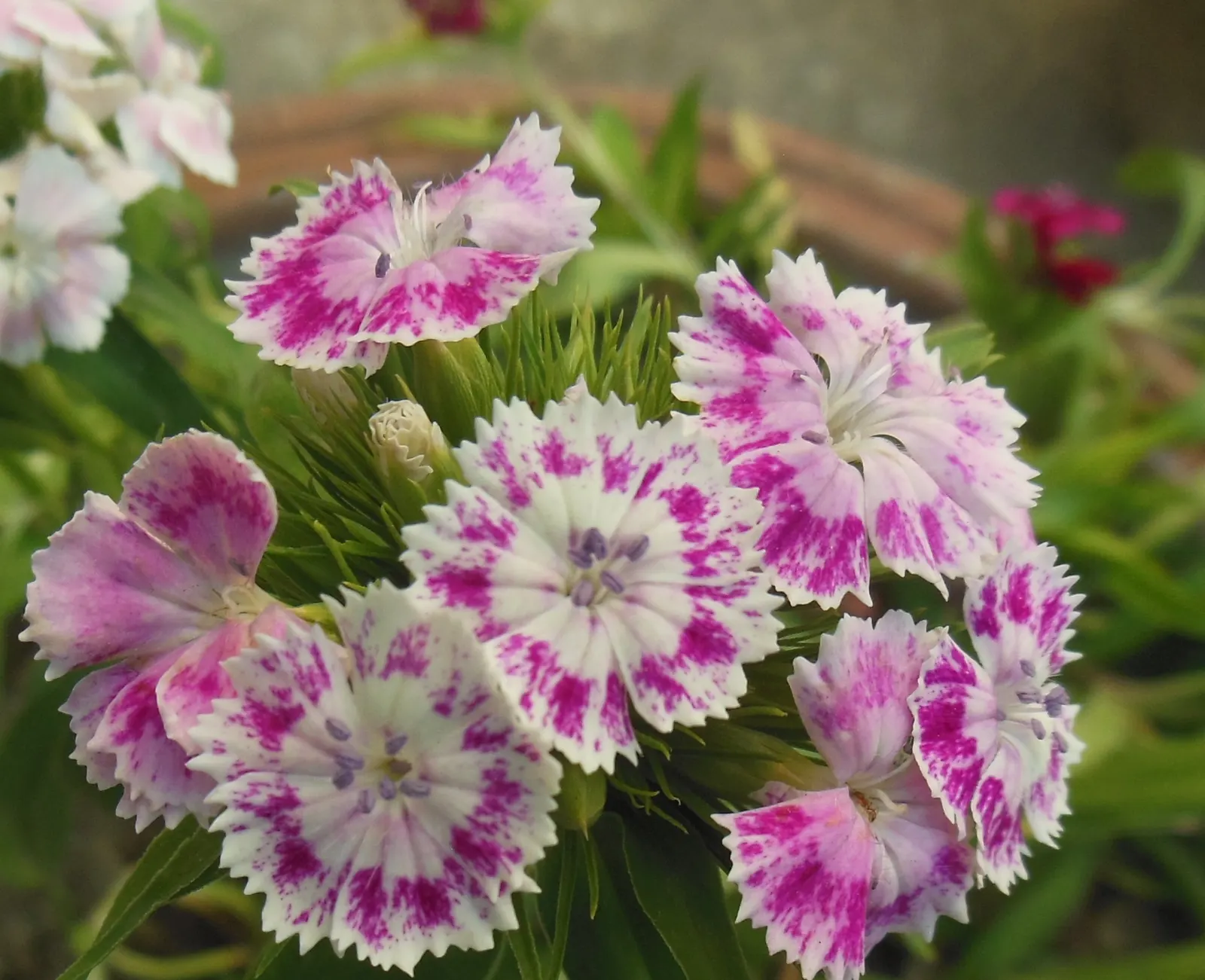 Rose Verbena (Verbena Canadensis) — The leaves are lance-shaped; sweet William offers delightful fragrance and attracts pollinators while being deer-resistant