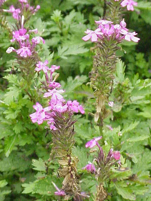 Rose Verbena (Verbena Canadensis) — this perennial can also attract butterflies and other pollinators; this North American native typically blooms from late