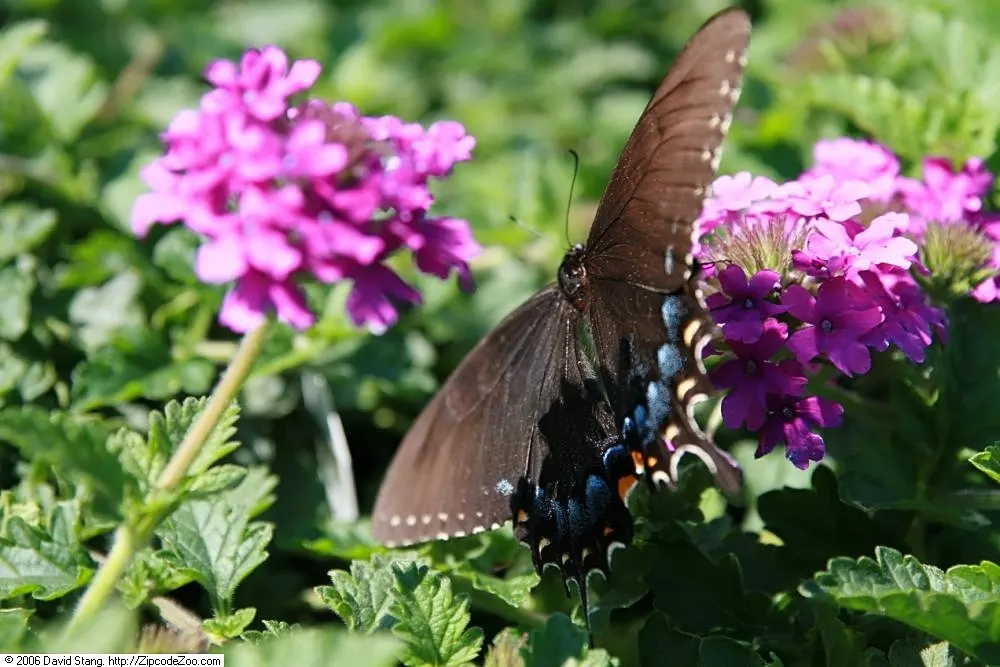 Rose Verbena (Verbena Canadensis) — making it suitable for both borders and container planting.<br><br>For a full and healthy growth; regular, image 62