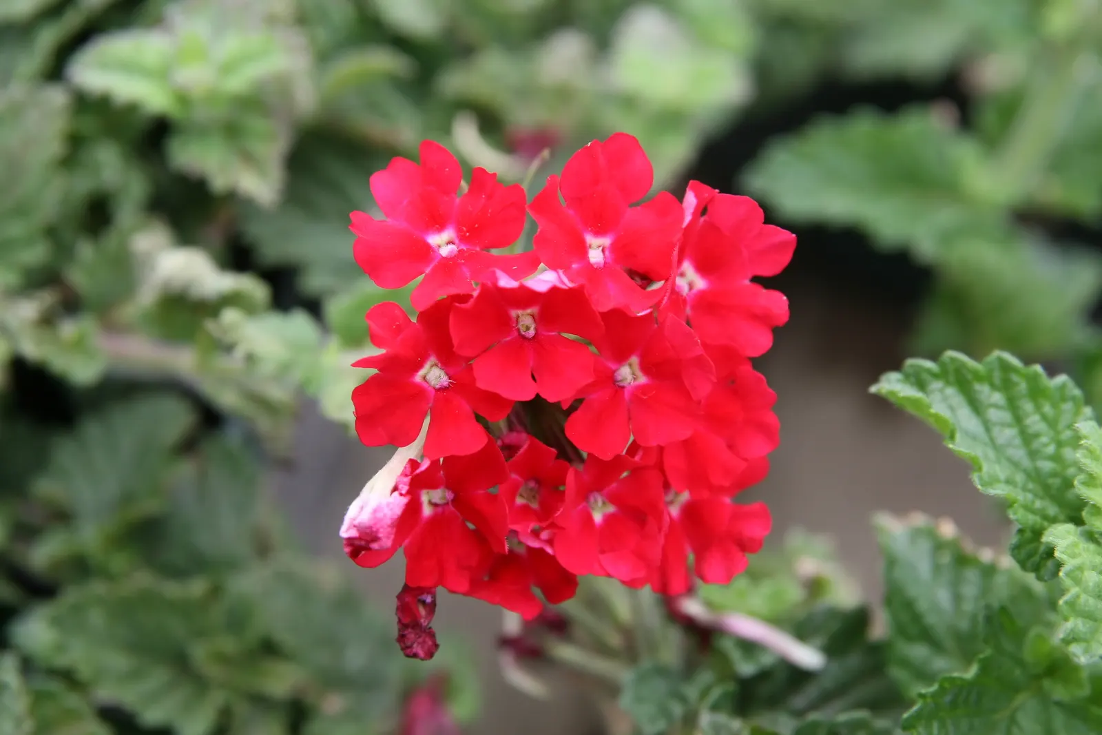 Rose Verbena (Verbena Canadensis) — regular deadheading is recommended to encourage reblooming and prevent self-seeding; sweet William (Dianthus barbatus)