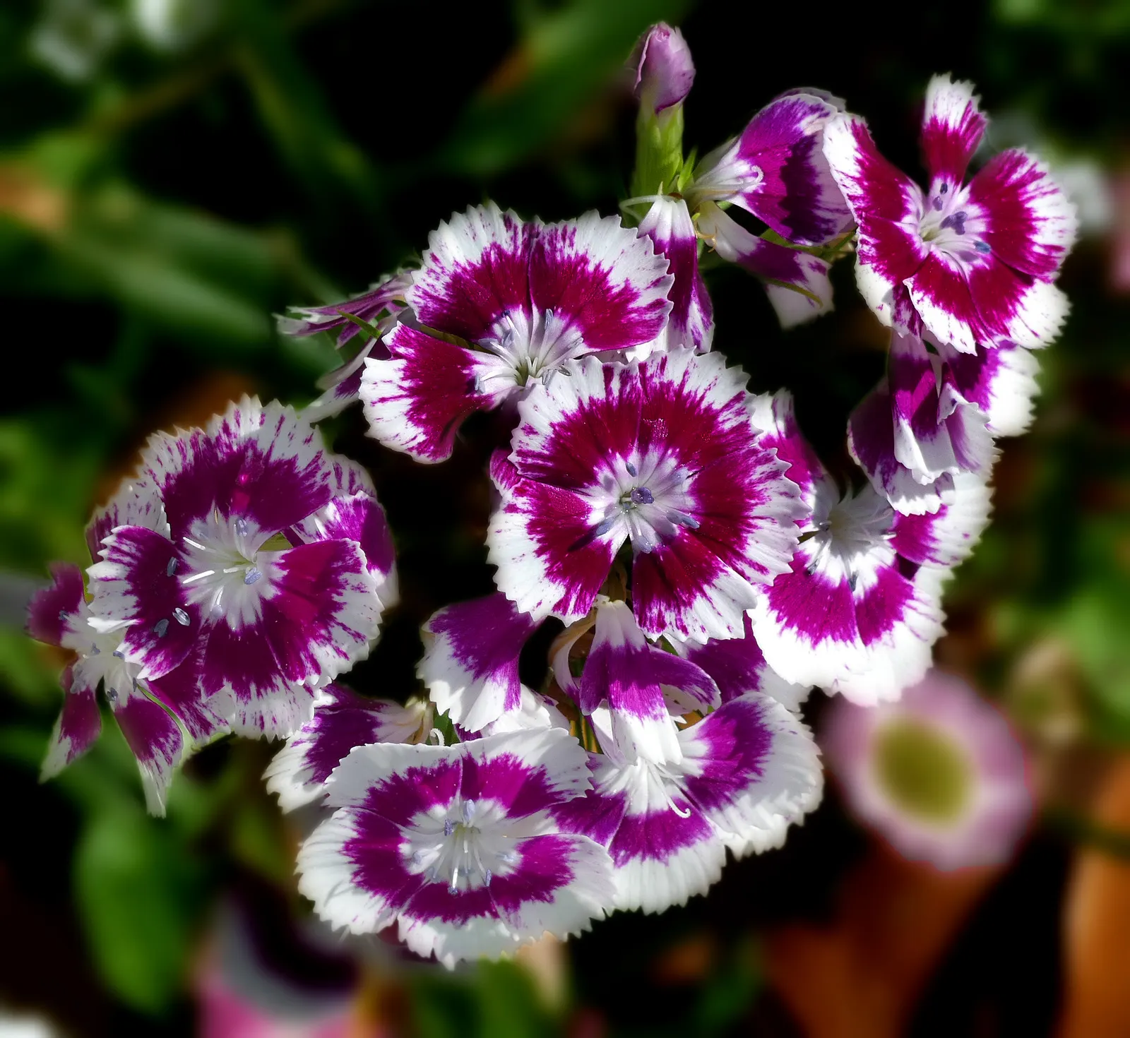 Rose Verbena (Verbena Canadensis) — often referred to as Sweet William; making it suitable for both borders and container planting.<br><br>For a full and
