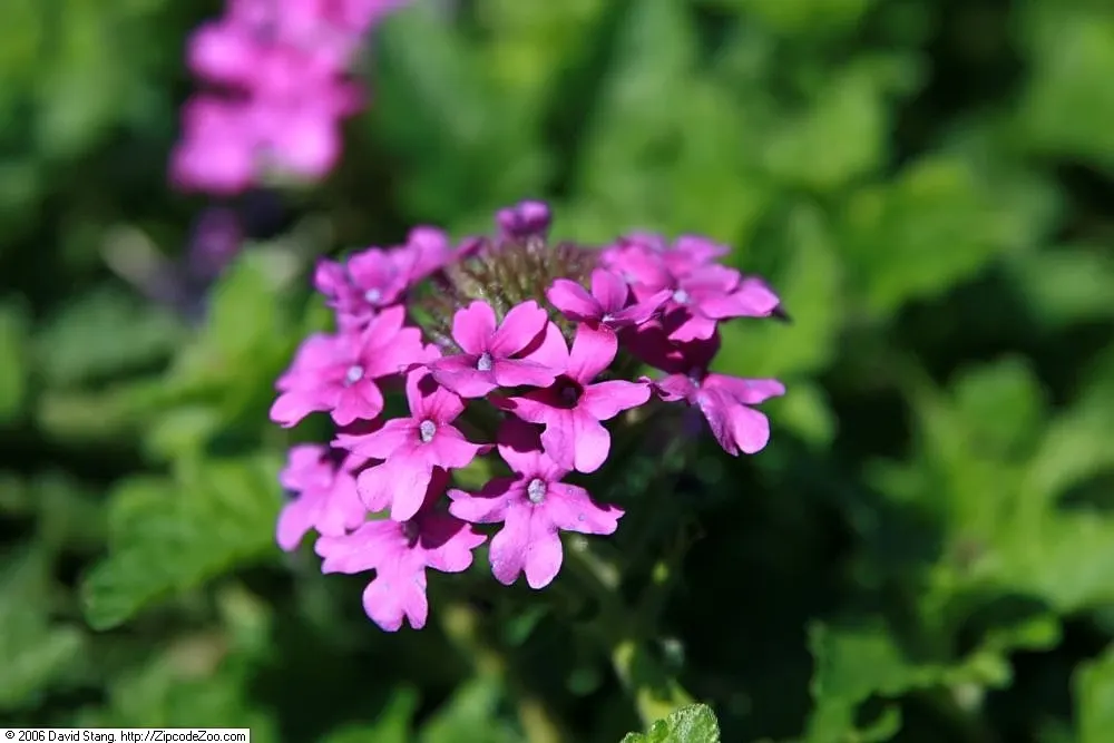 Rose Verbena (Verbena Canadensis) — making it suitable for both borders and container planting.<br><br>For a full and healthy growth; regular deadheading is