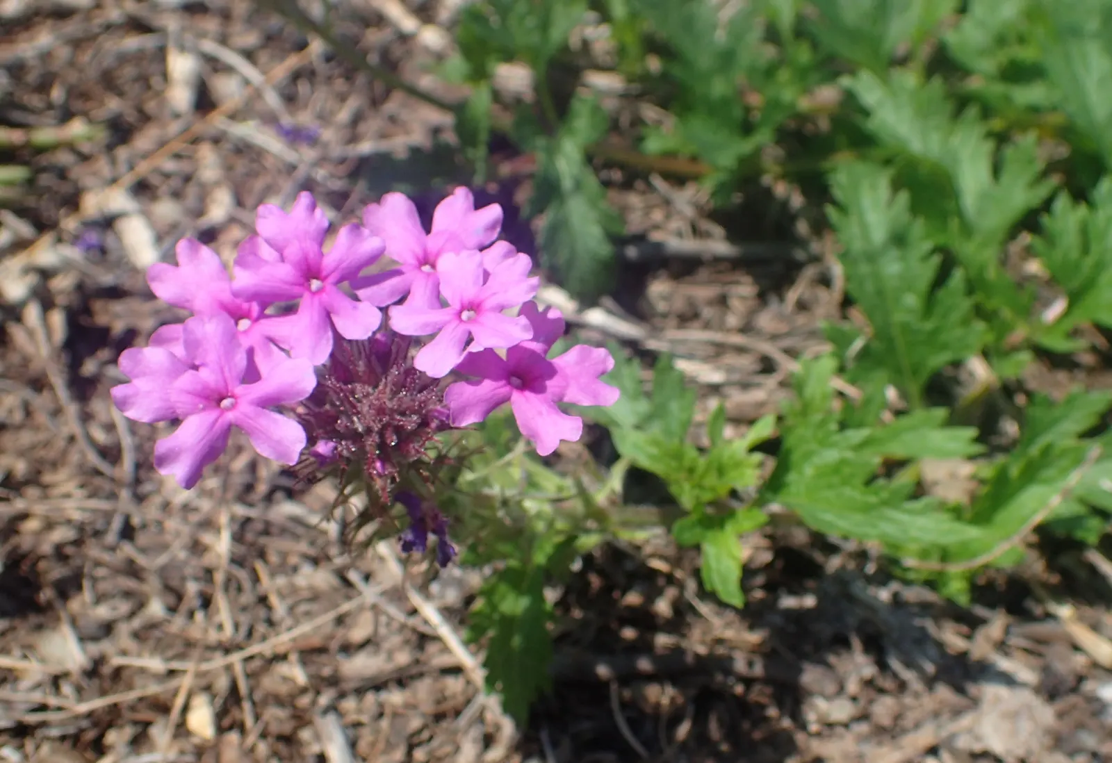 Rose Verbena (Verbena Canadensis) — this perennial can also attract butterflies and other pollinators; this North American native typically blooms, image 64