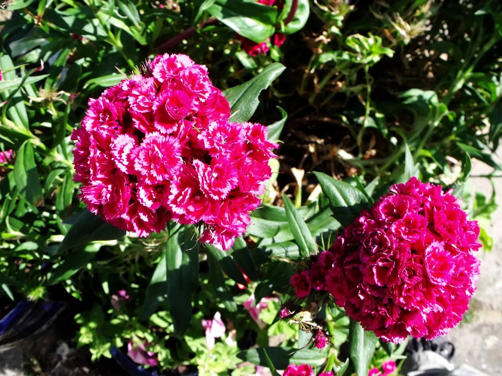 Rose Verbena (Verbena Canadensis) — red flowers in the garden; often referred to as Sweet William