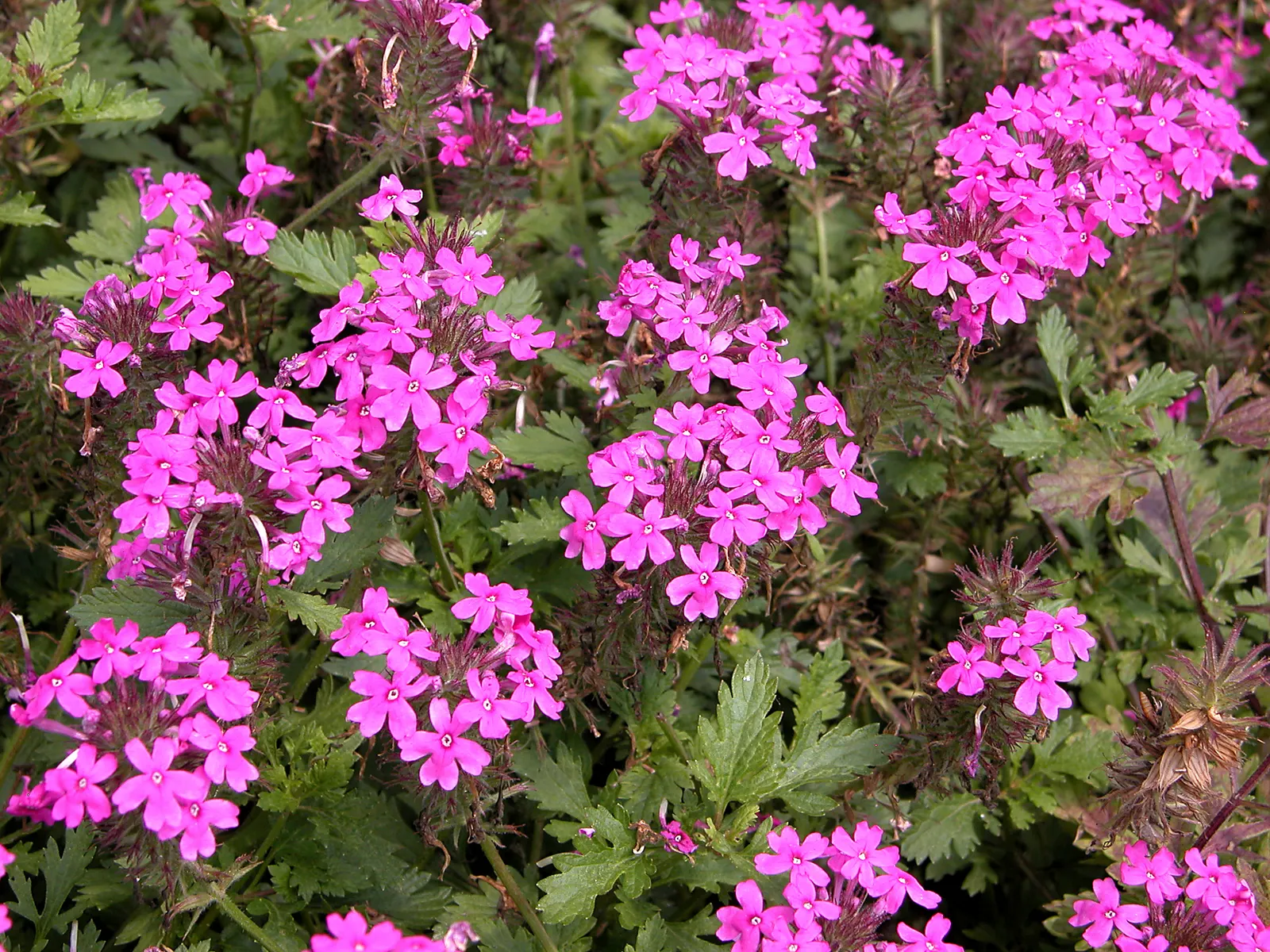 Rose Verbena (Verbena Canadensis) — This North American native typically blooms from late spring into the early fall