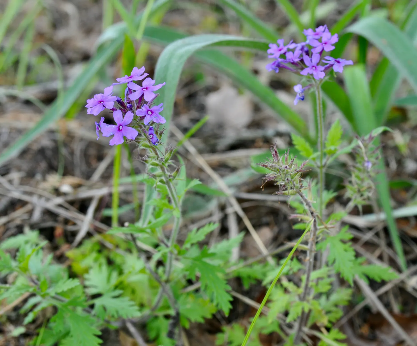 Rose Verbena (Verbena Canadensis) — ground cover / perennial / wildflower with red blooms