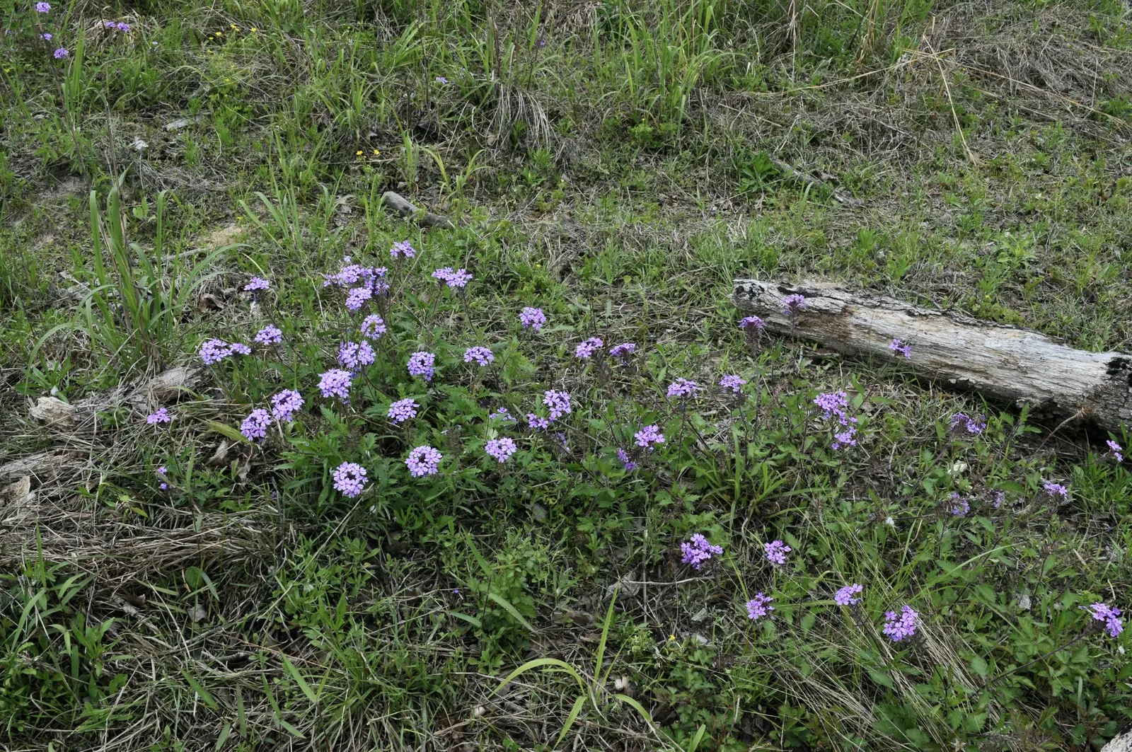 Rose Verbena (Verbena Canadensis) — red flowers in the garden