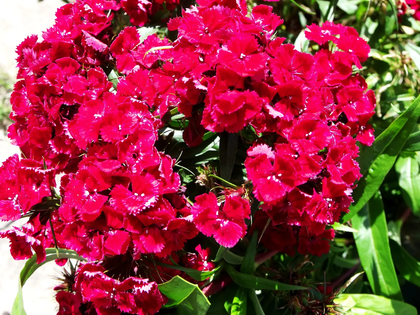 Rose Verbena (Verbena Canadensis) — ground cover / perennial / wildflower for half or shade; as a low maintenance plant with a long flowering period and