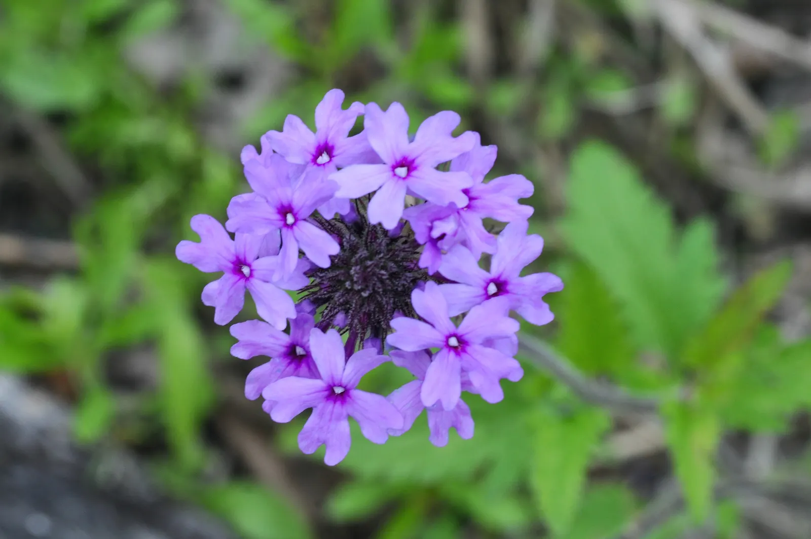 Rose Verbena (Verbena Canadensis) — A quintessential cottage garden staple; this herbaceous biennial reaches 12-24 inches tall and spreads about 10-18 inches