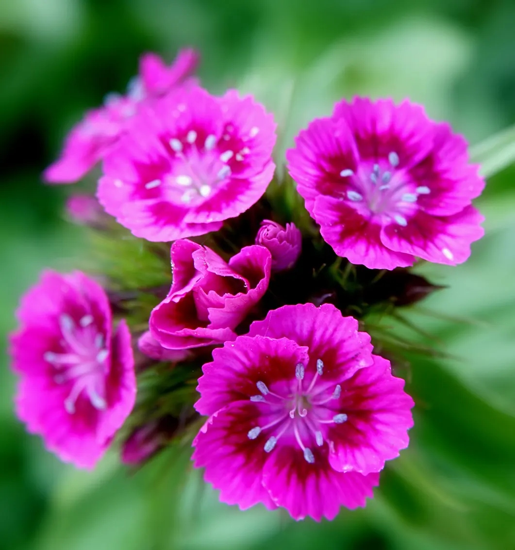 Rose Verbena (Verbena Canadensis) — This North American native typically blooms from late spring into the early fall; is a vibrant perennial that, image 54