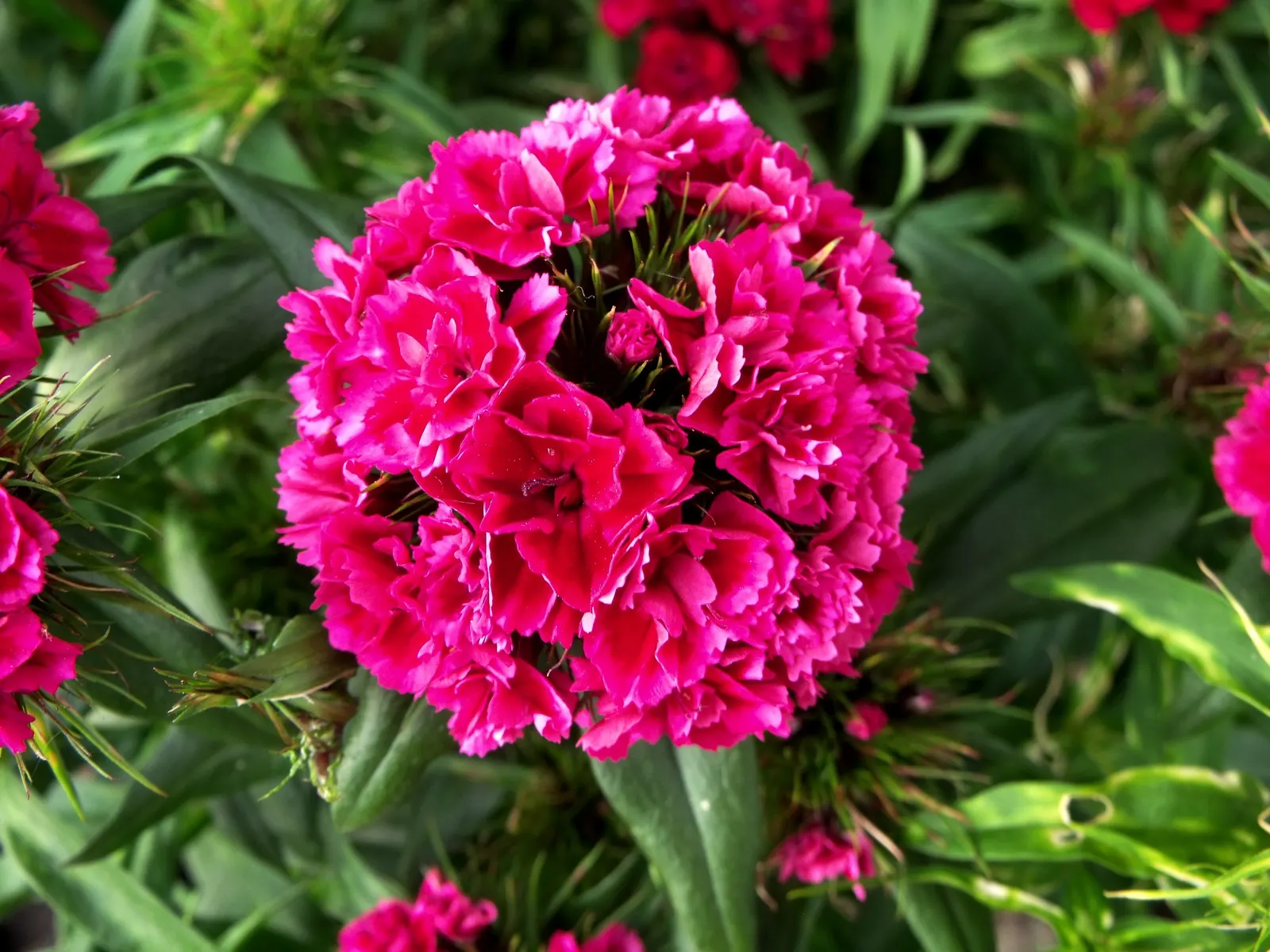 Rose Verbena (Verbena Canadensis) — is a vibrant perennial that brings a splash of color and charm to any landscape; ground cover / perennial /, image 53