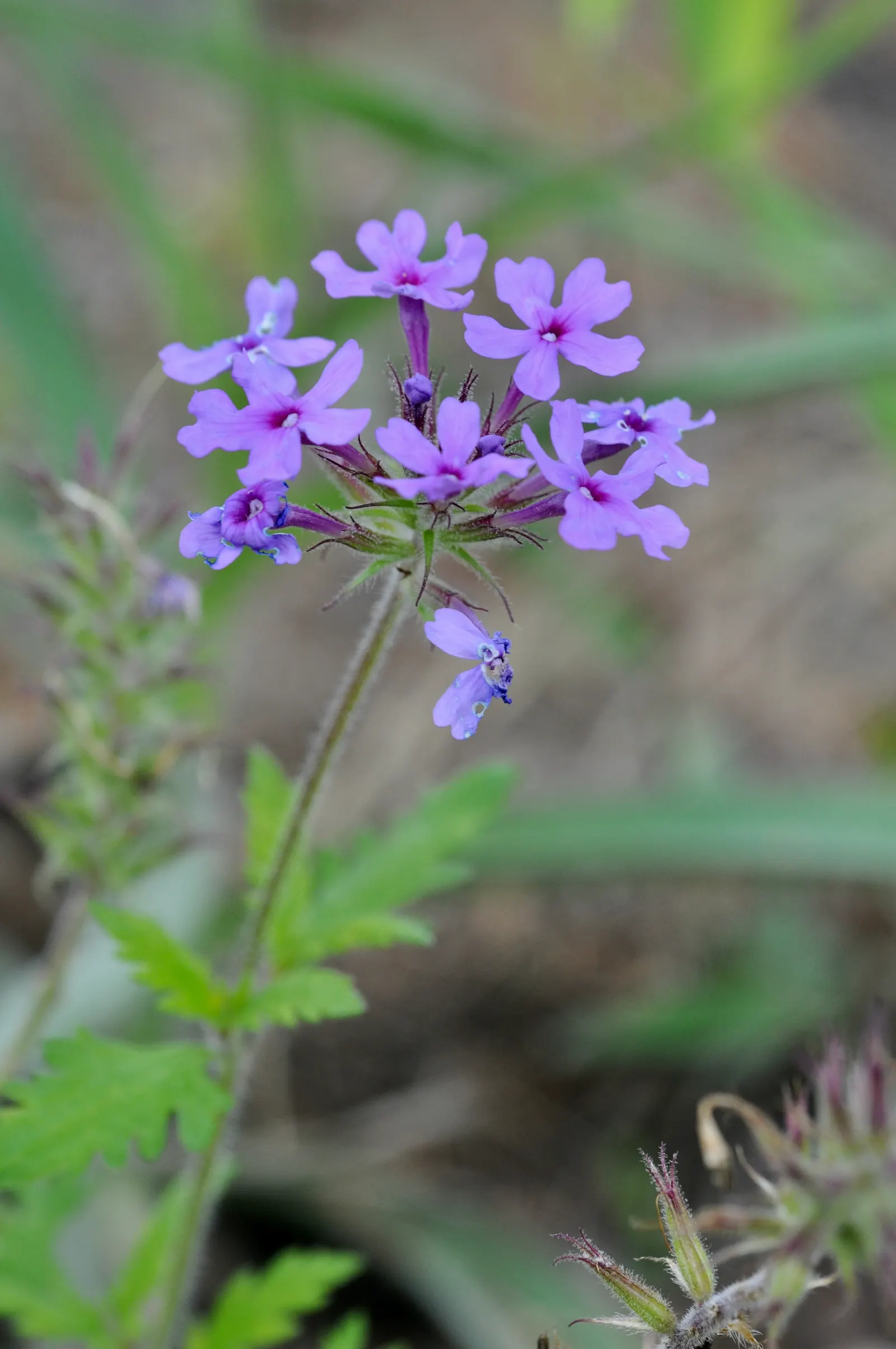 Rose Verbena (Verbena Canadensis) — regular deadheading is recommended to encourage reblooming and prevent self-seeding