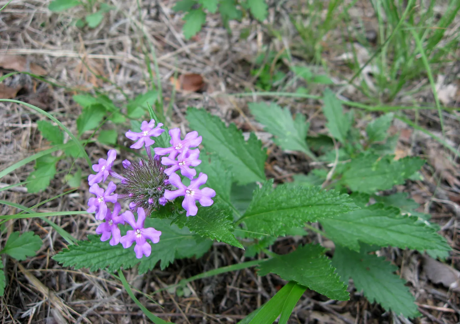 Rose Verbena (Verbena Canadensis) — showcasing an array of magenta; moderately drought-resistant once established, image 55