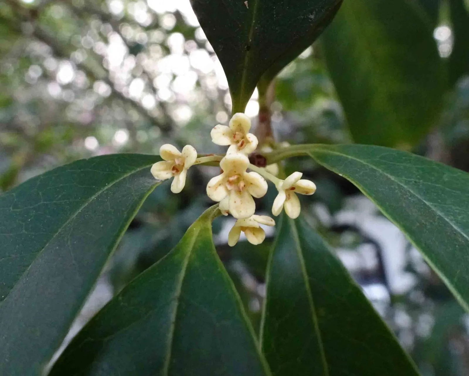Sweet Olive (Osmanthus Fragrans) — Blooming intermittently throughout the year with peaks in early spring and fall