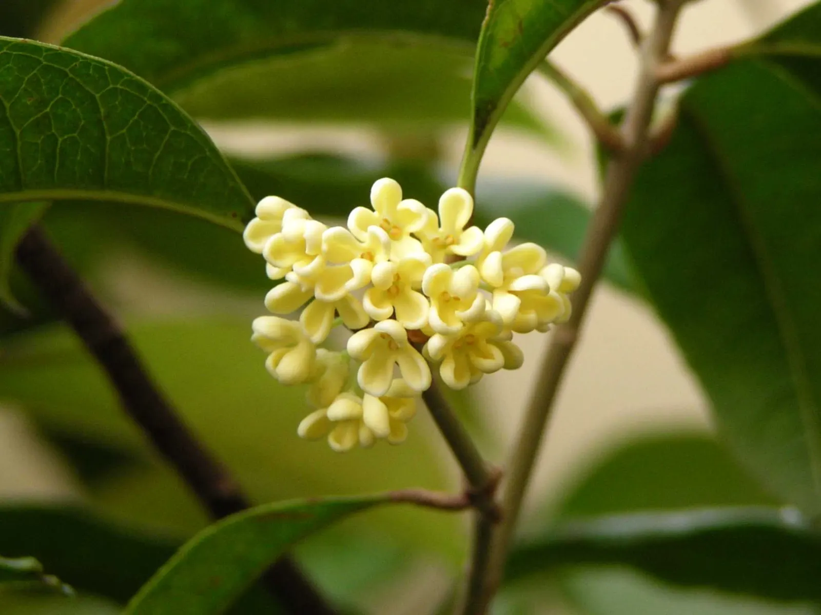 Sweet Olive (Osmanthus Fragrans) — It is tolerant of drought once established; regular pruning maintains size and shape