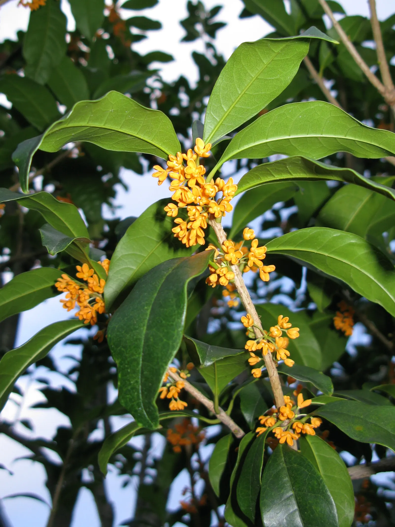 Sweet Olive (Osmanthus Fragrans) — making it a relatively low-maintenance addition that offers ample rewards; or part of a mixed border