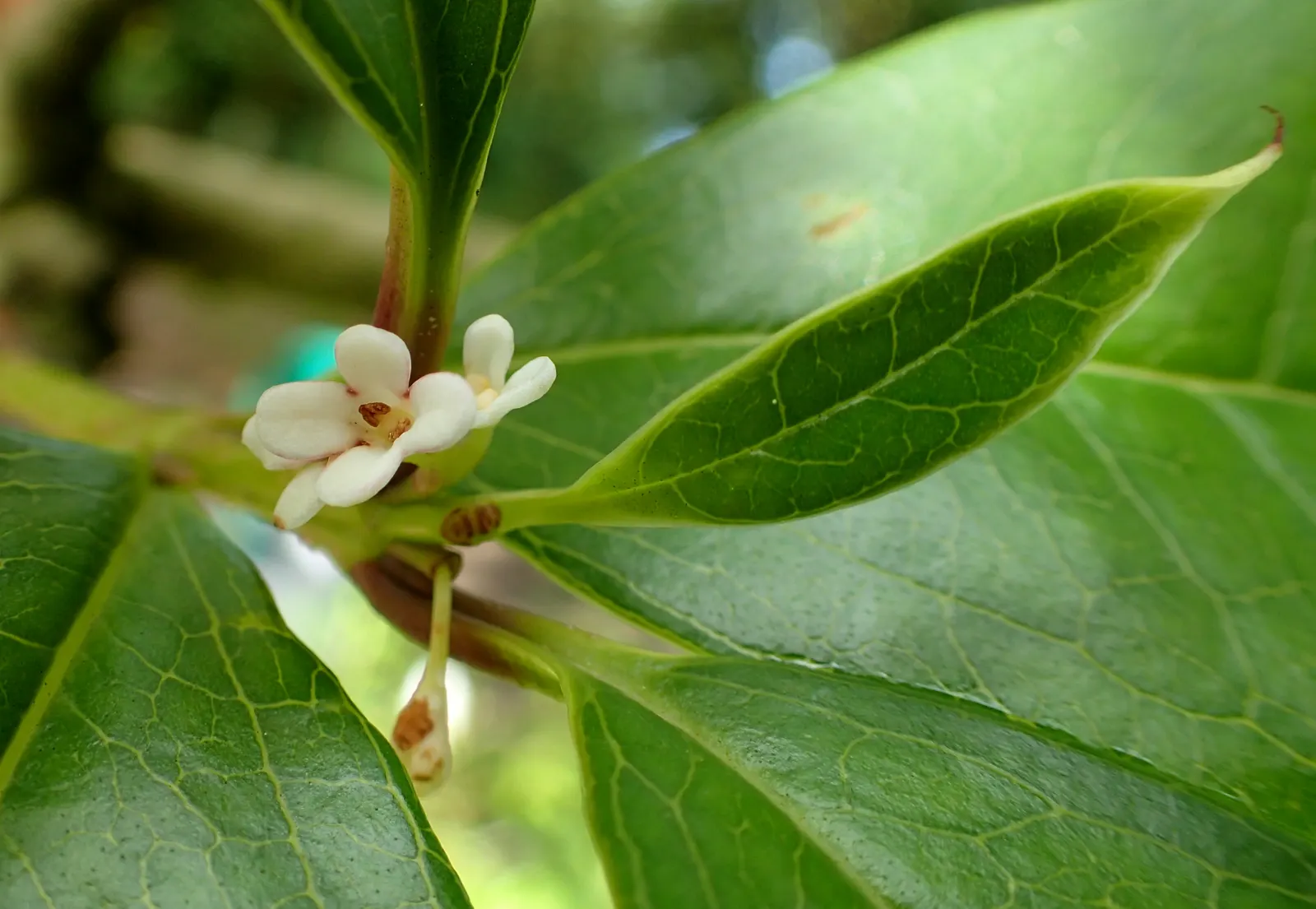 Sweet Olive (Osmanthus Fragrans) — When designing with this plant, image 39