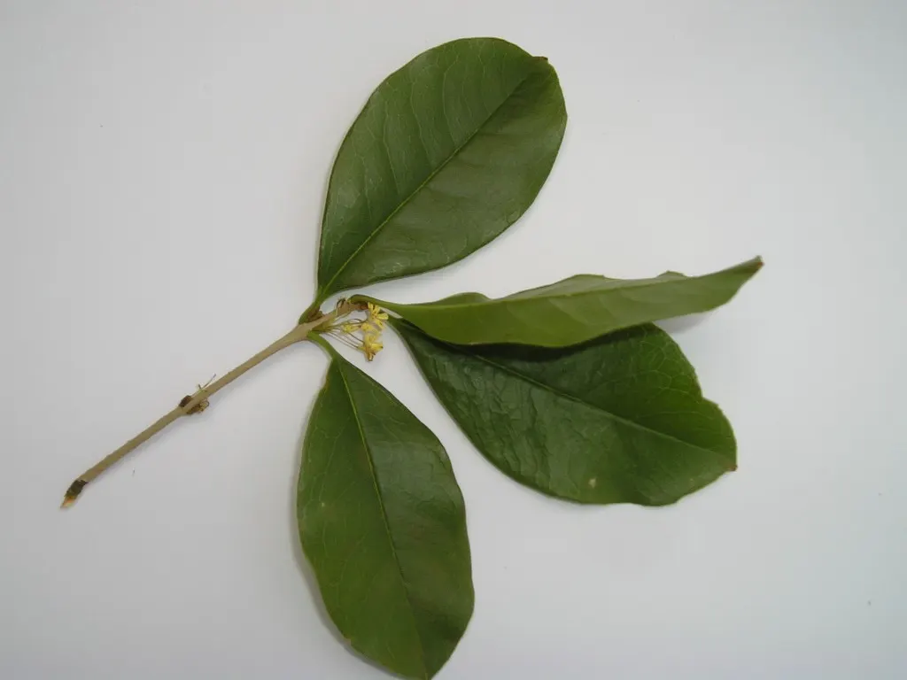 Sweet Olive (Osmanthus Fragrans) — Osmanthus fragrans thrives in full sun to partial shade and prefers well-drained soil; when designing with this plant