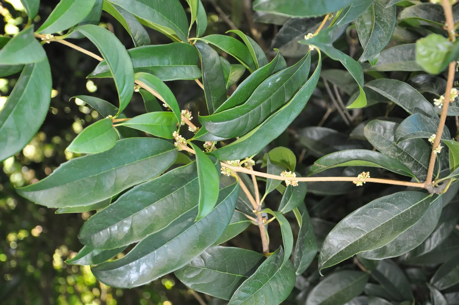 Sweet Olive (Osmanthus Fragrans) — Blooming intermittently throughout the year with peaks in early spring and fall; regular pruning maintains size and shape
