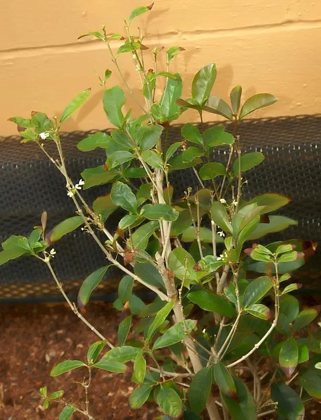 Sweet Olive (Osmanthus Fragrans) — When designing with this plant