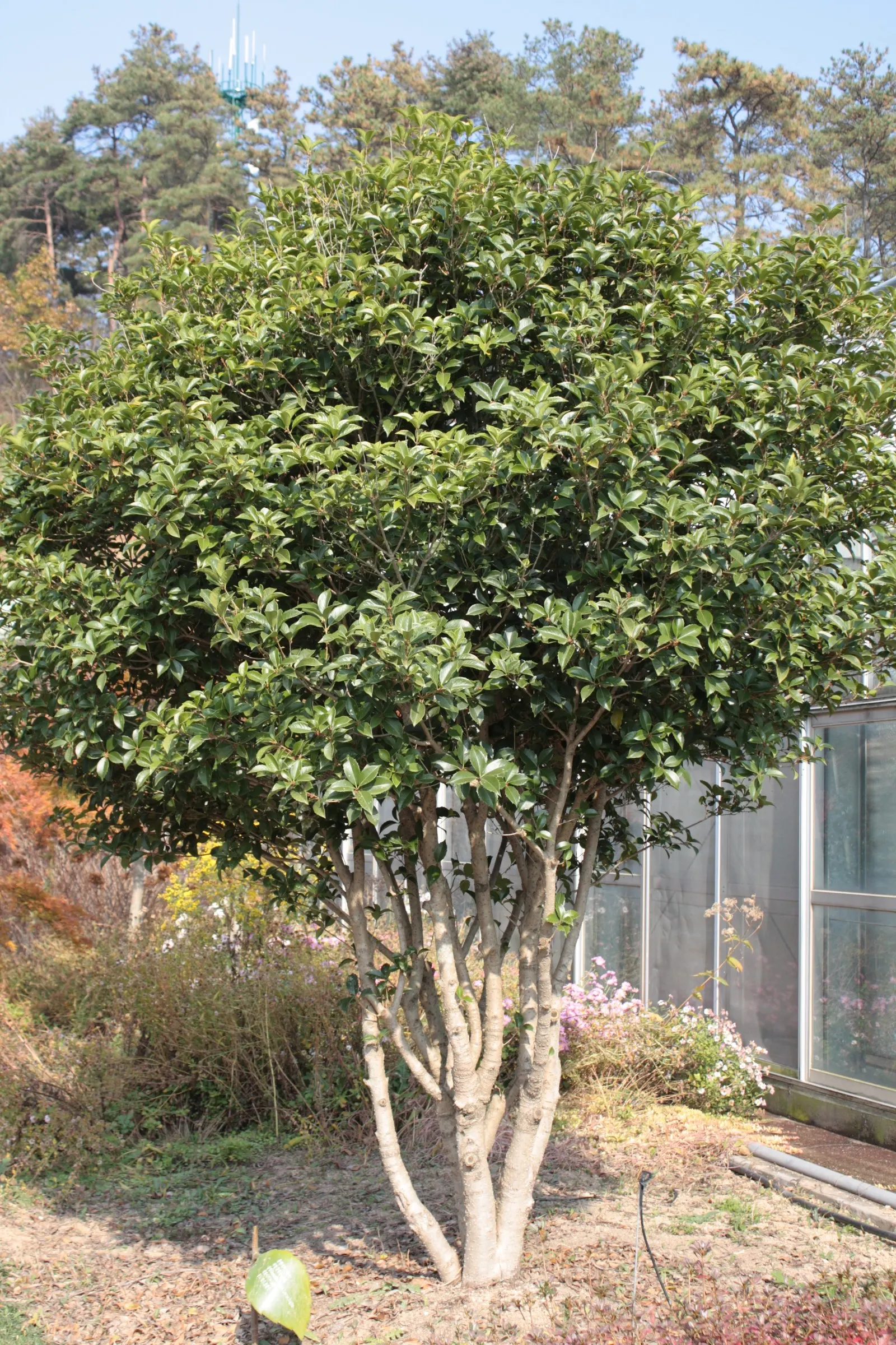 Sweet Olive (Osmanthus Fragrans) — highly fragrant blossoms which peak in autumn; or part of a mixed border