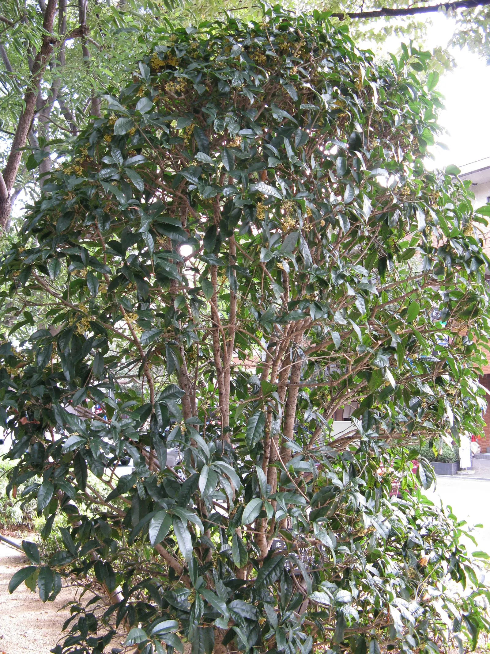 Sweet Olive (Osmanthus Fragrans) — they boast an intoxicating scent which is often likened to peaches