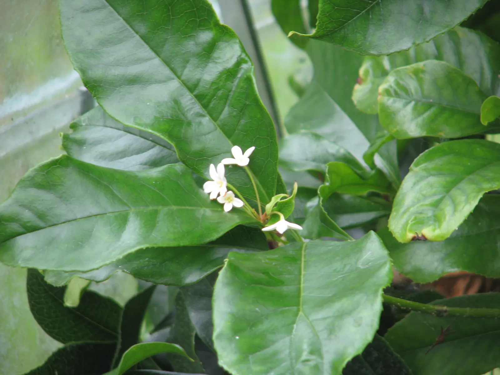 Sweet Olive (Osmanthus Fragrans) — highly fragrant blossoms which peak in autumn; or part of a mixed border, image 44