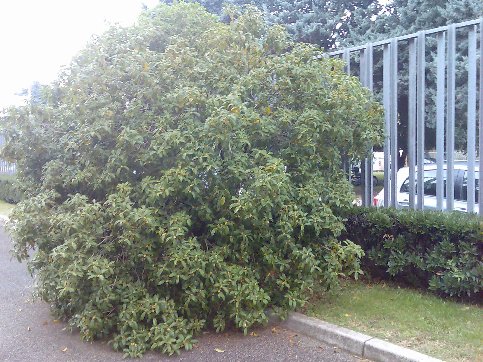 Sweet Olive (Osmanthus Fragrans) — Ideal as a hedge or specimen plant; or part of a mixed border, image 47