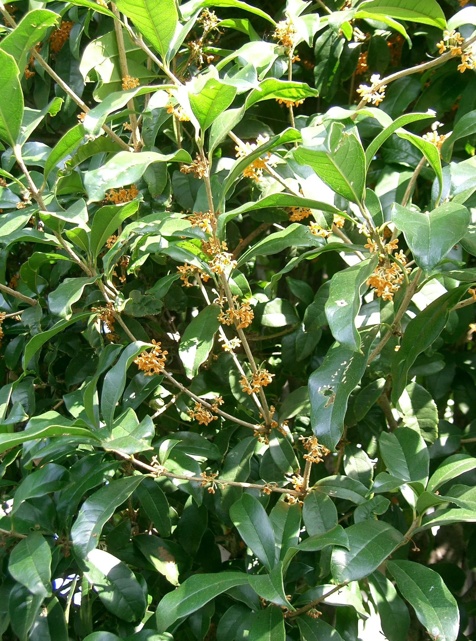 Sweet Olive (Osmanthus Fragrans) — it attracts pollinators while providing year-round visual and olfactory appeal in temperate landscapes
