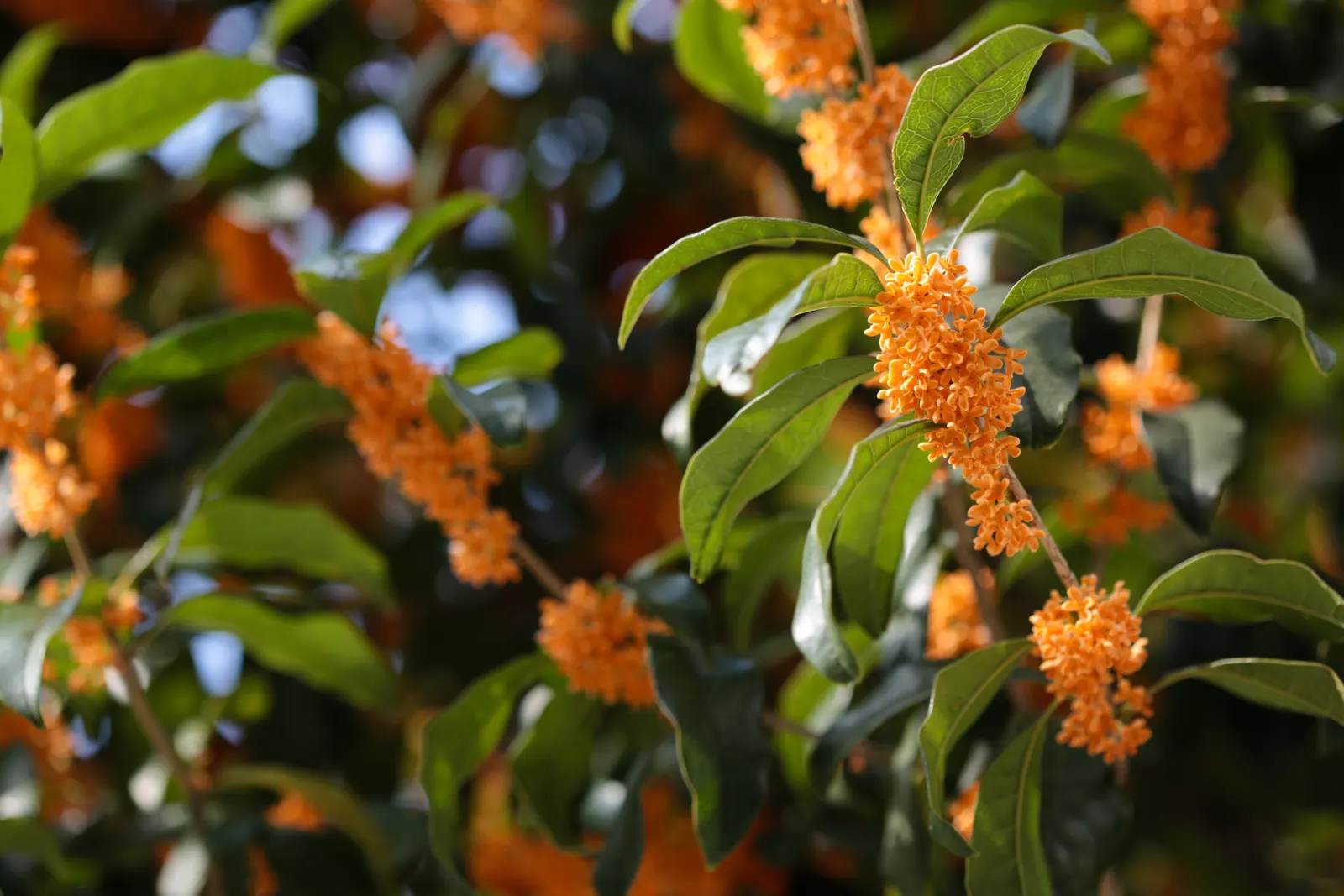 Sweet Olive (Osmanthus Fragrans) — shrub for full or half