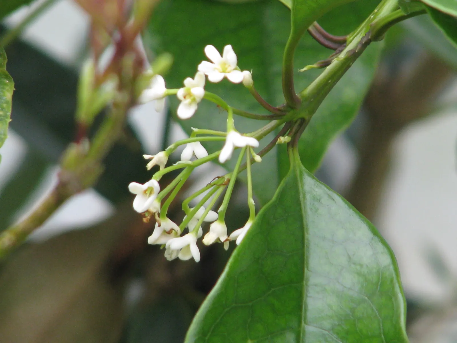 Sweet Olive (Osmanthus Fragrans) — white flowers in the garden; regular pruning maintains size and shape