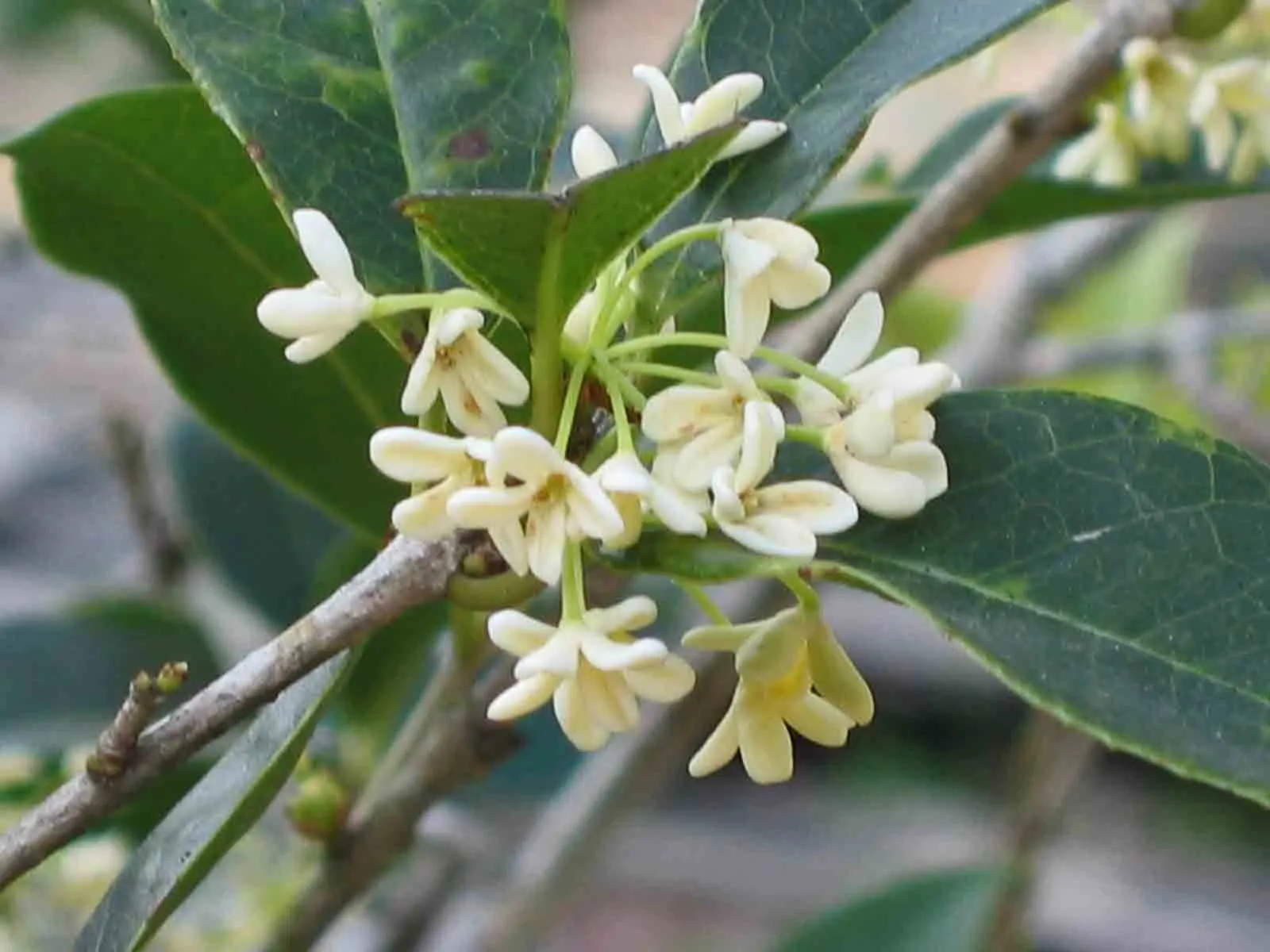 Sweet Olive (Osmanthus Fragrans) — Osmanthus fragrans thrives in full sun to partial shade and prefers well-drained soil