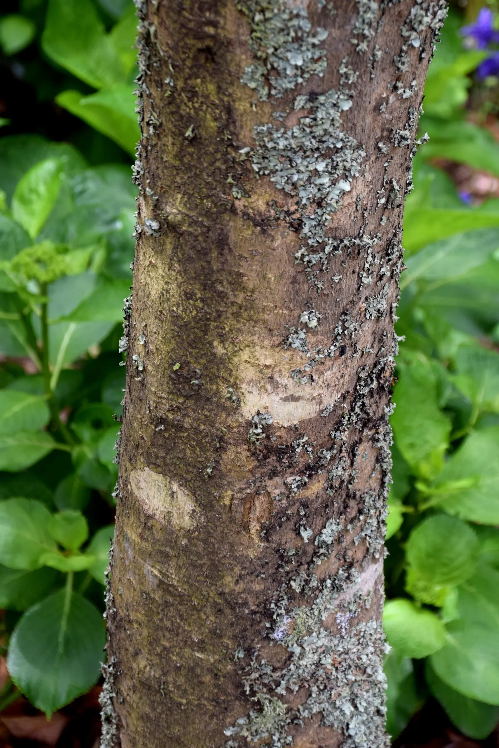 Sweet Olive (Osmanthus Fragrans) — Regular pruning maintains size and shape