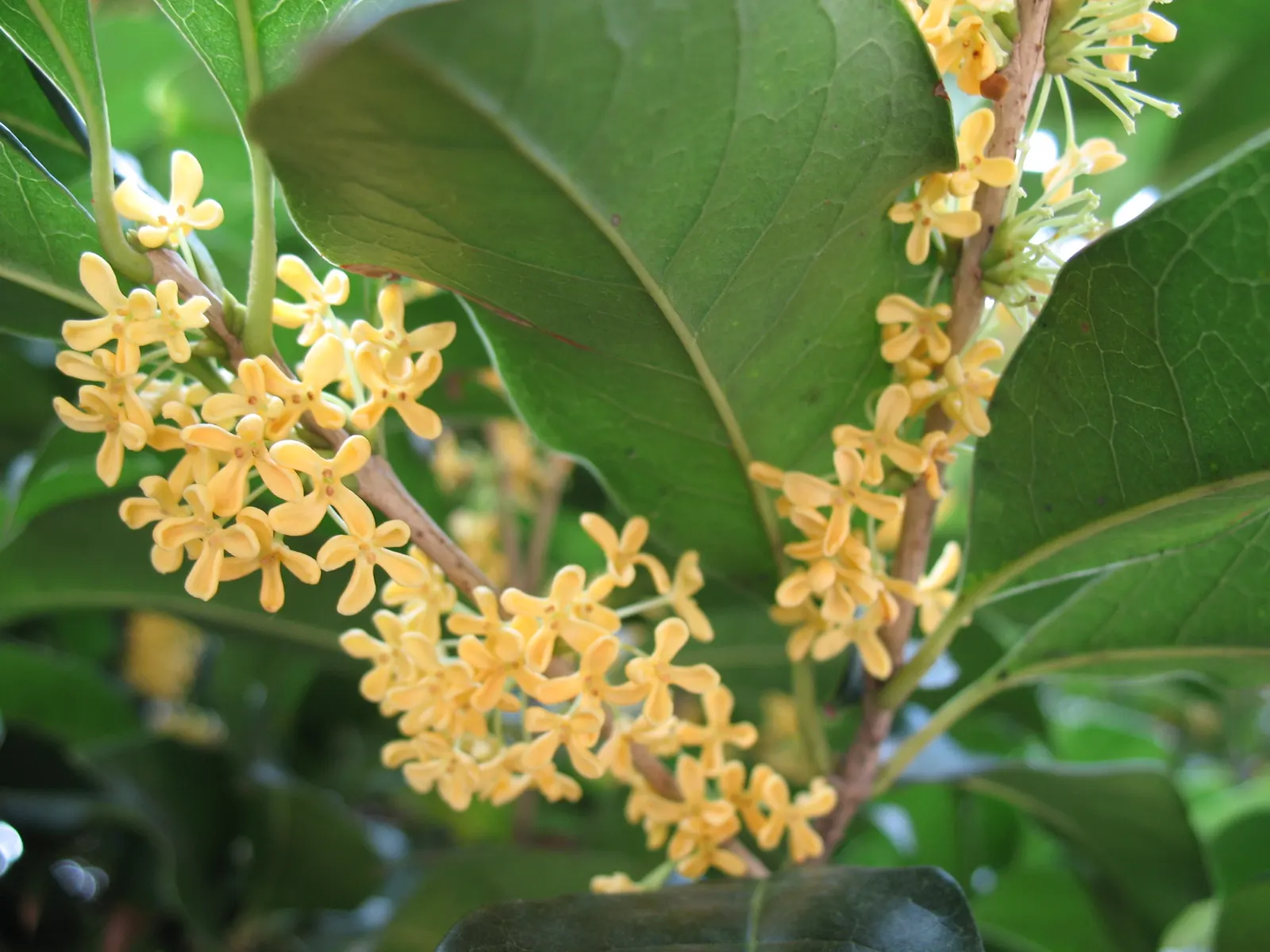 Sweet Olive (Osmanthus Fragrans) — the Sweet Olive possesses a naturally rounded shape that can be enhanced with pruning