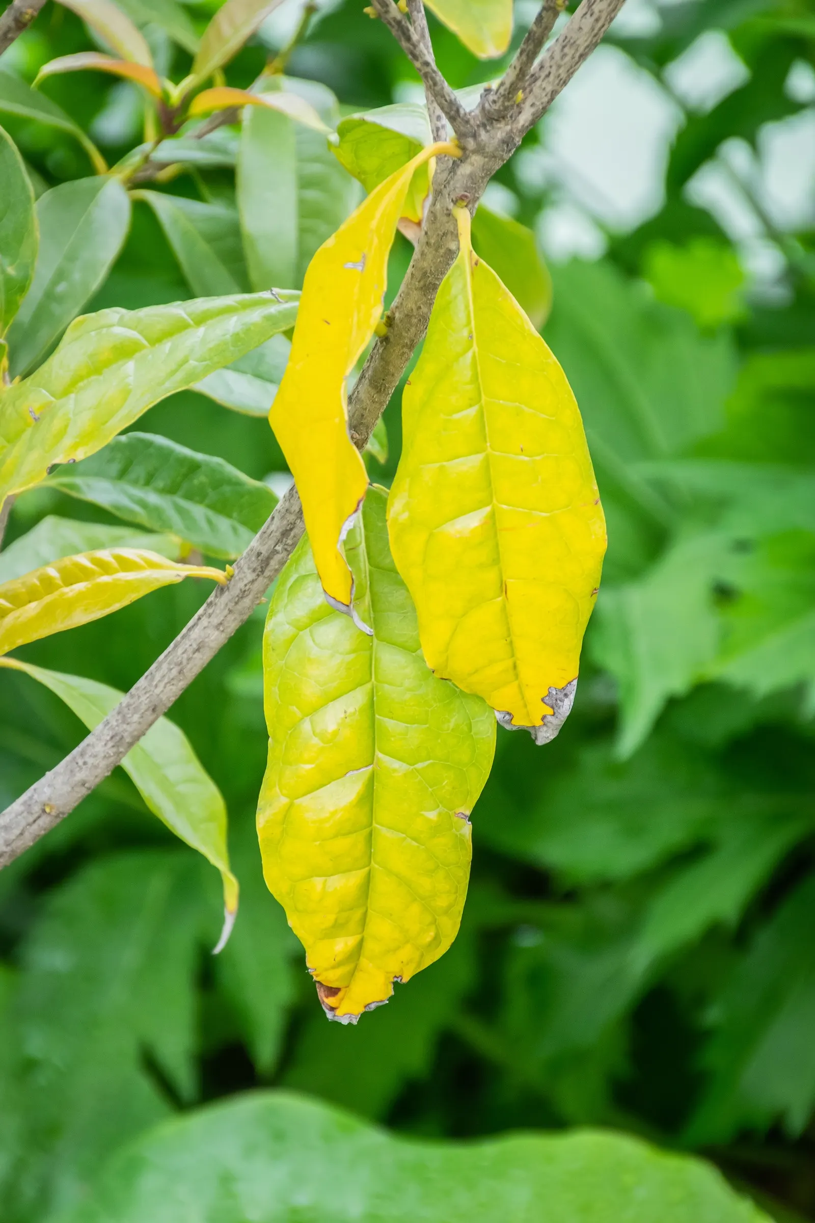 Sweet Olive (Osmanthus Fragrans) — making it versatile for use as a specimen plant; regular pruning maintains size and shape