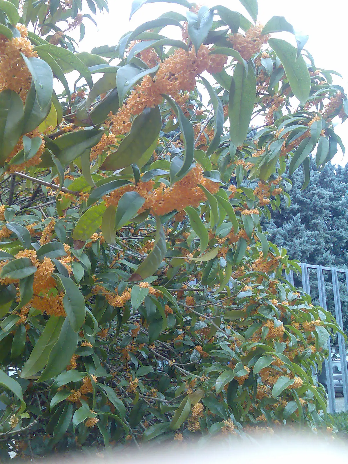 Sweet Olive (Osmanthus Fragrans) — it attracts pollinators while providing year-round visual and olfactory appeal in temperate landscapes; when designing with