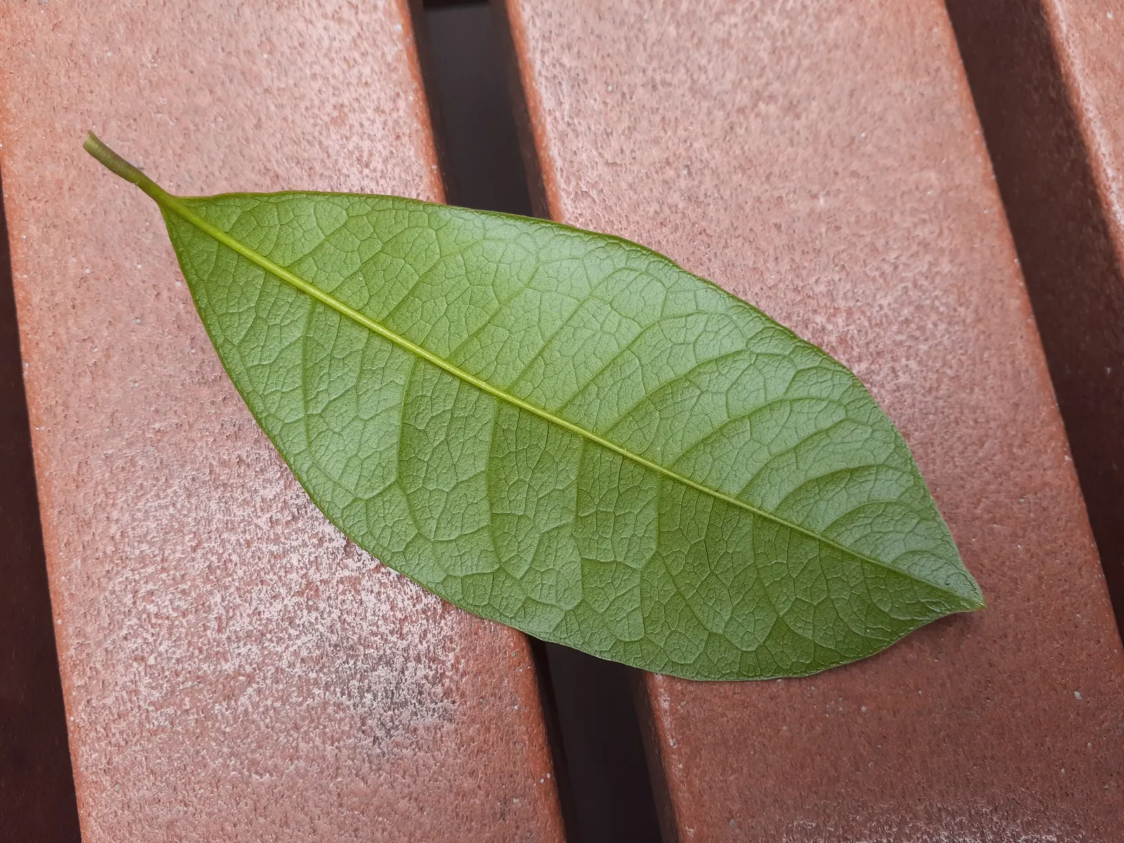 Sweet Olive (Osmanthus Fragrans) — Thriving in USDA zones 7-9, they prefer full to partial sun and well-drained soil; when designing with this plant
