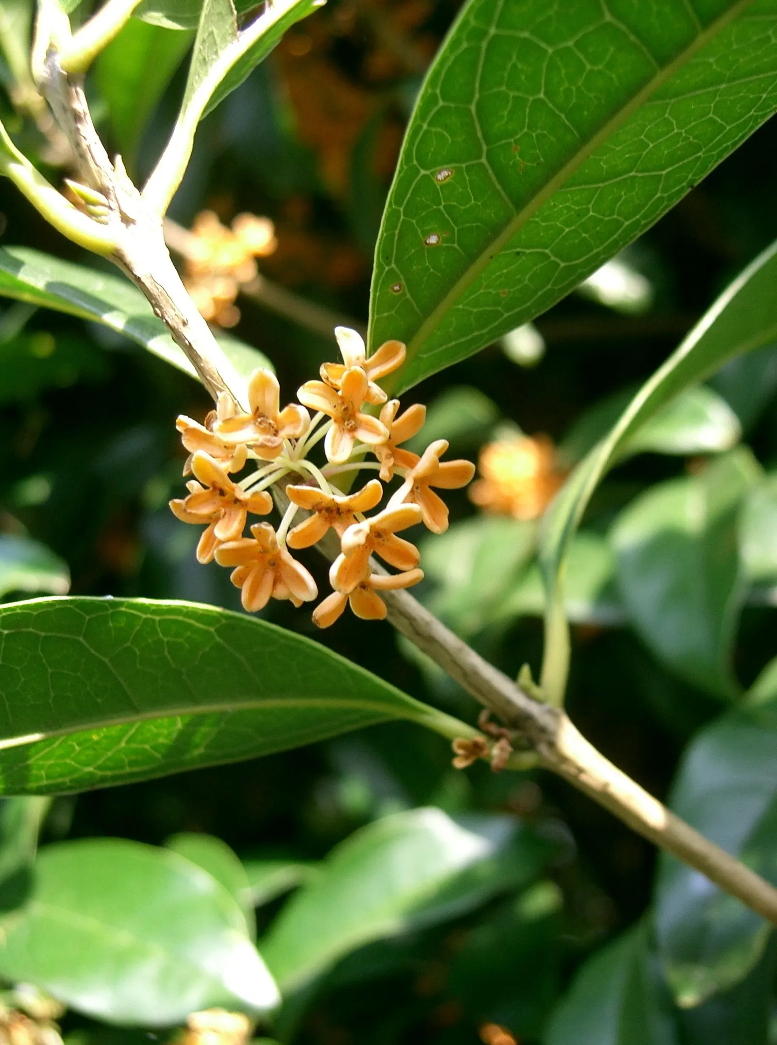 Sweet Olive (Osmanthus Fragrans) — or part of a mixed border
