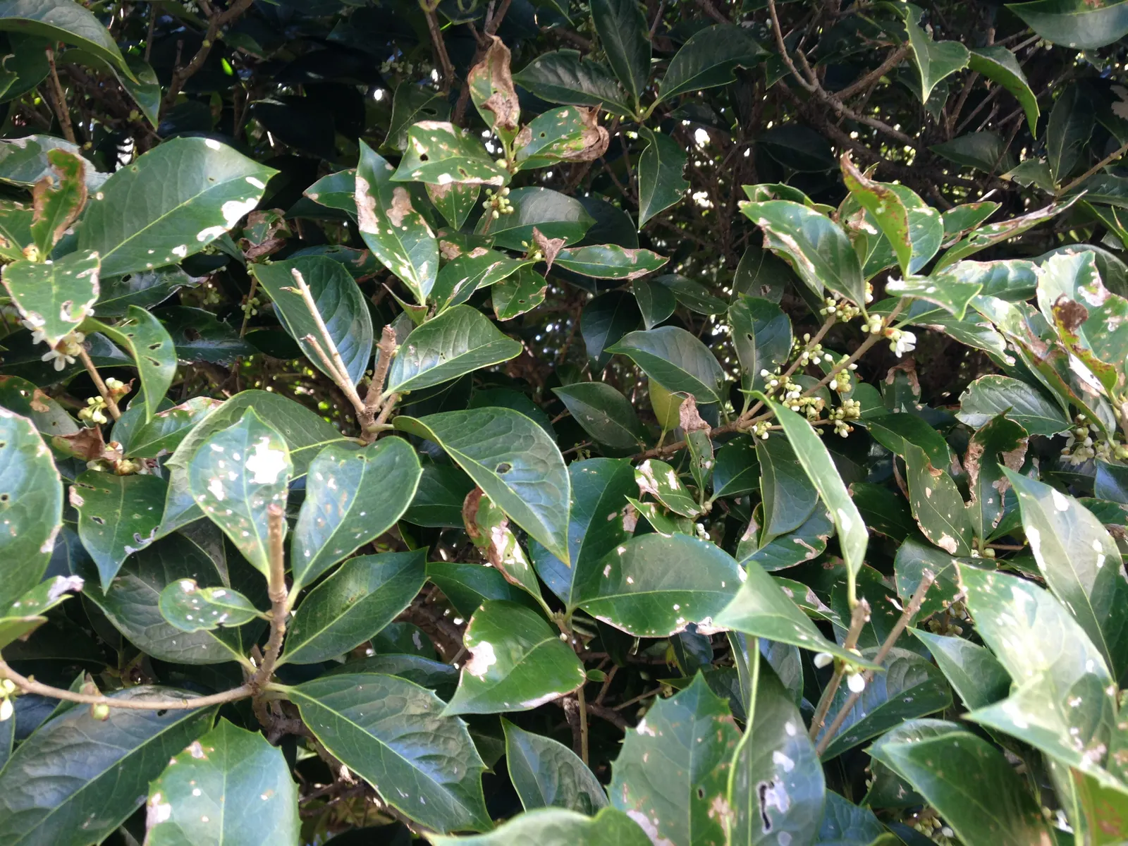 Sweet Olive (Osmanthus Fragrans) — highly fragrant blossoms which peak in autumn