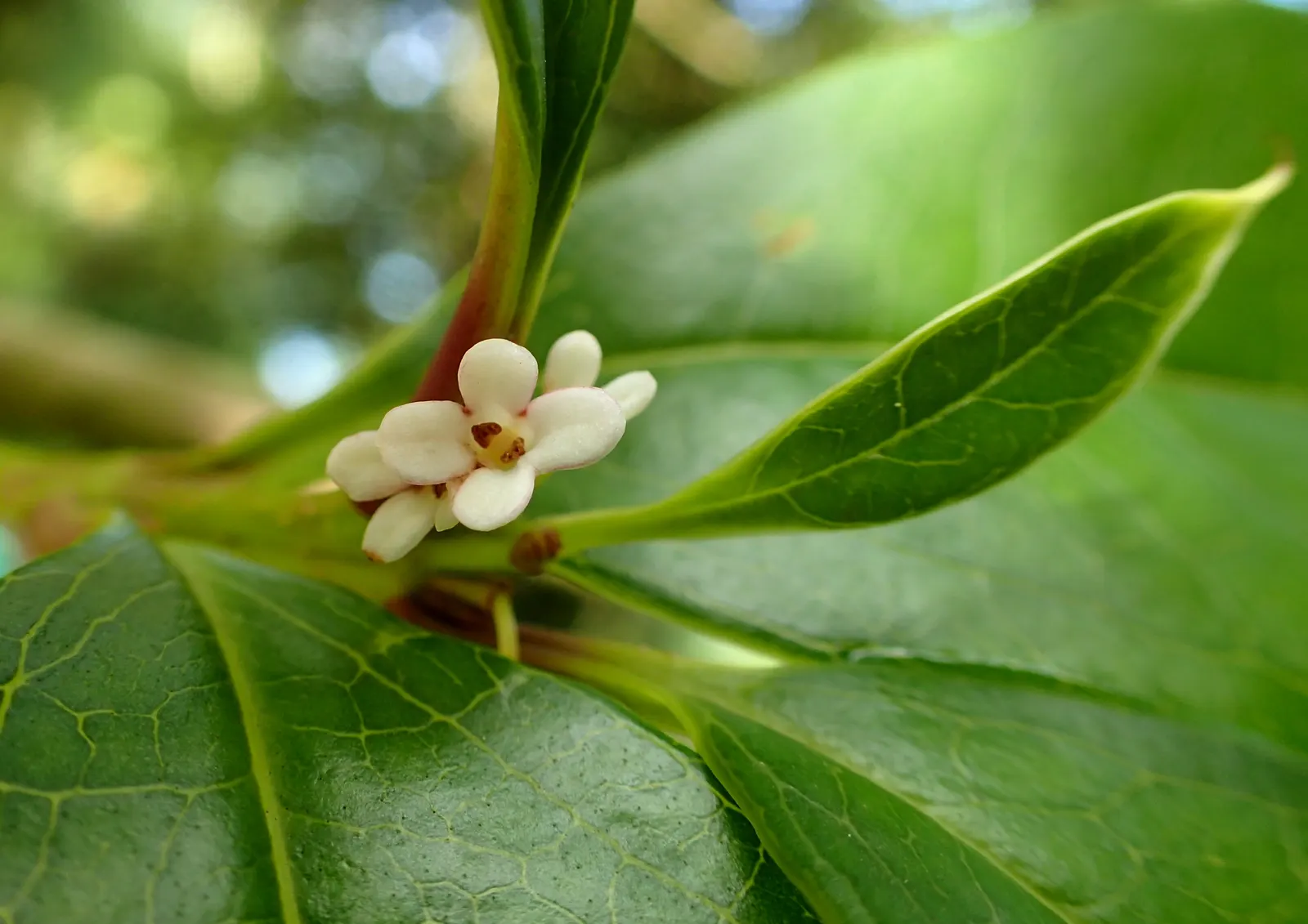 Sweet Olive (Osmanthus Fragrans) — an evergreen shrub with a height and spread of 6-30 feet; regular pruning maintains size and shape